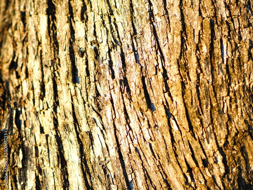 corteccia