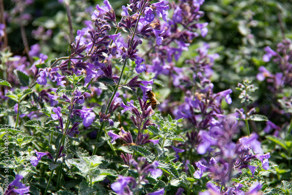 A single bee is gathering nectar from a bush with purple flowers on a late summer day in Sweden A single bee is gathering nectar from a bush with purple flowers on a late summer day in Sweden
