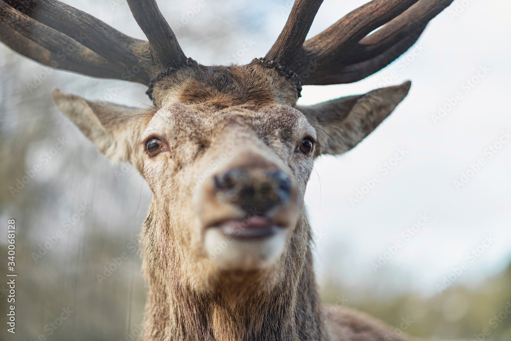 Fototapeta premium Close-up of head of red deer stag looking towards camera.