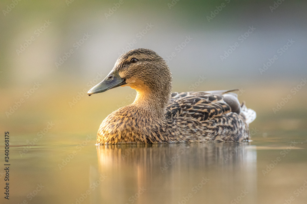 Female mallard duck. Portrait of a duck with reflection in clean lake water causing ripples on water near shore. Female mallard duck. Portrait of a duck with reflection in clean lake water causing ripples on water near shore.