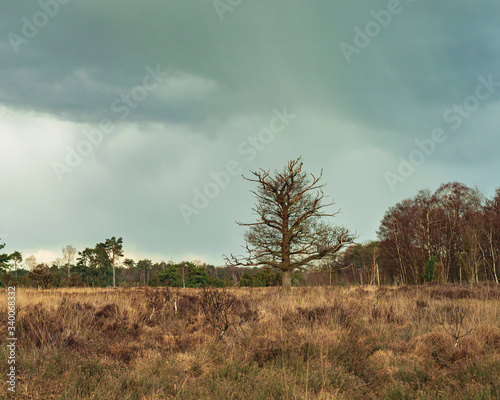 Solitary dead tree in wild heathland under cloudy sky.