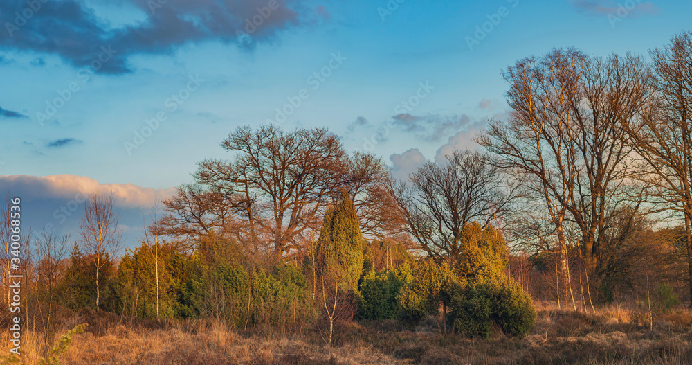 Juniper bushes and trees in heathland during golden hour.