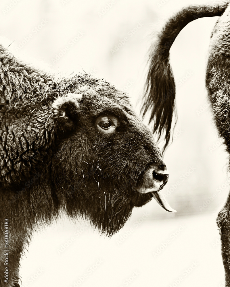 Young european bison near tail of mother sticks out tongue. Black and white photo. Young european bison near tail of mother sticks out tongue. Black and white photo.