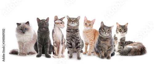 Adorable cats on white background. Banner design