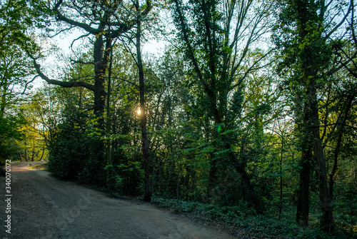 a beautiful day in the forest, sunlight, road in the forest