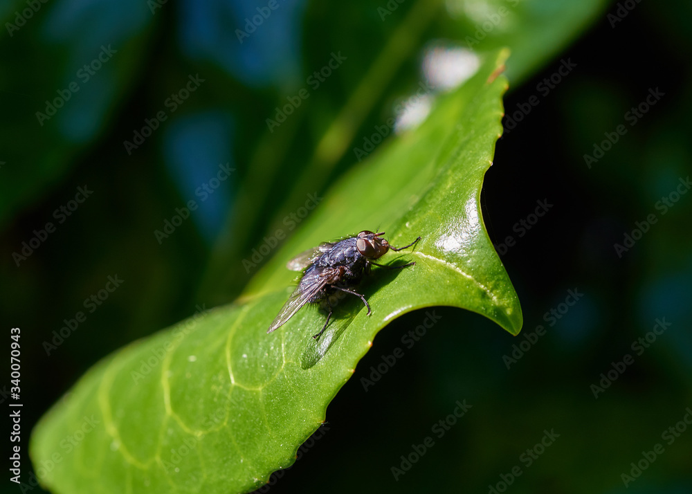 A shiny Housefly (Musca domestica) sitting on a bright green leaf in a garden.
