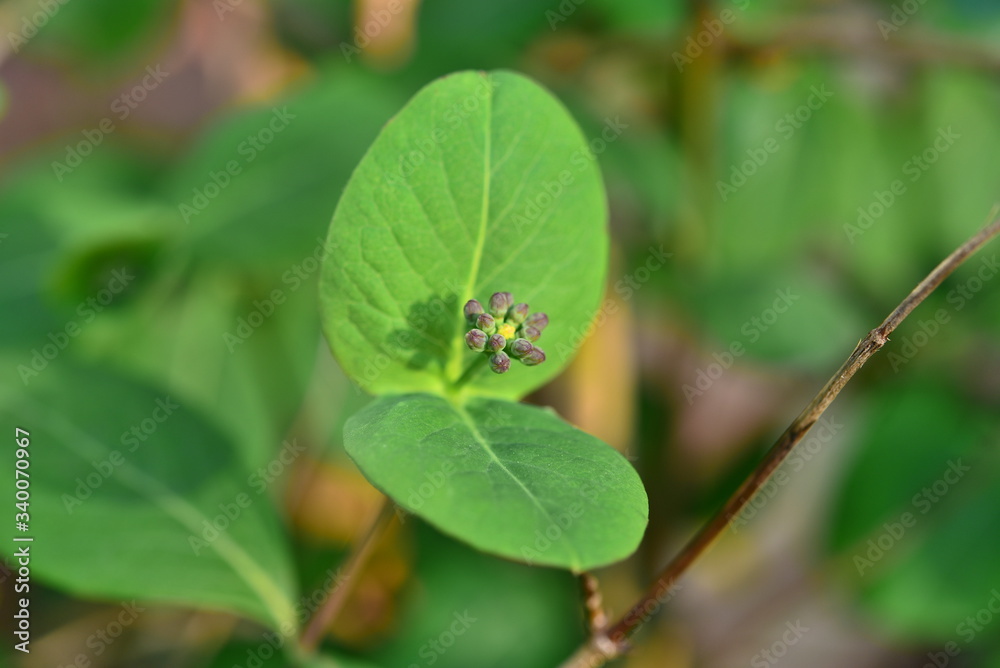 Trumpet Honeysuckle (Lonicera sempervirens) buds growing on a sunny spring day. Trumpet Honeysuckle (Lonicera sempervirens) buds growing on a sunny spring day.