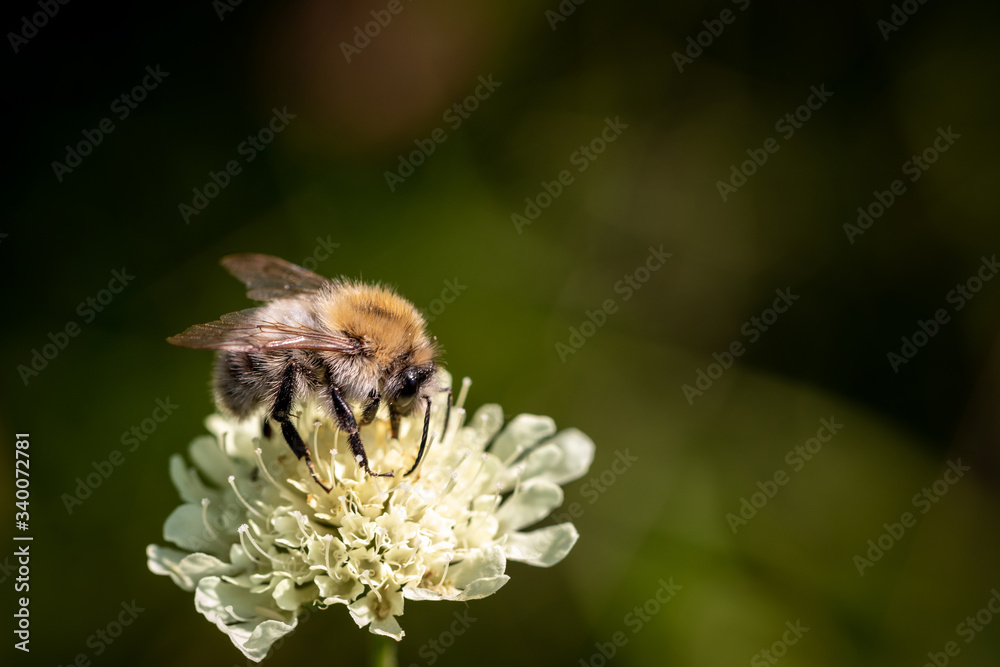 Wild bee on a spring flower collecting pollen and nectar Wild bee on a spring flower collecting pollen and nectar