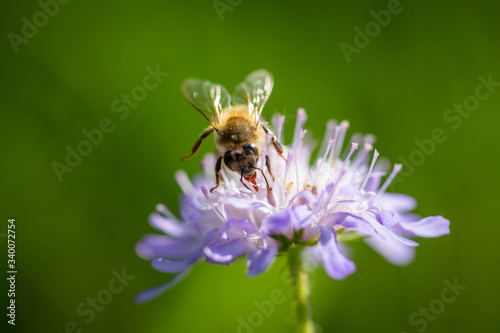 Bee on a spring flower collecting pollen and nectar