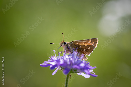 Moth butterfly on a spring flower collecting pollen and nectar