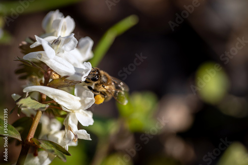 Bee on a spring flower collecting pollen and nectar