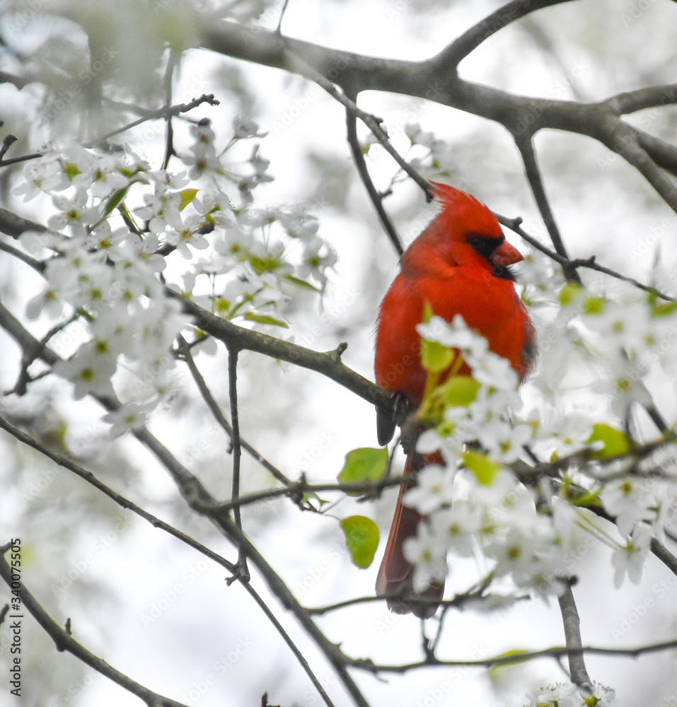 Male cardinal perched on white-flowered tree Male cardinal perched on white-flowered tree