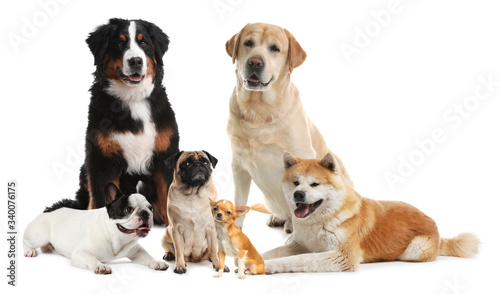 Different breeds of dogs on white background © New Africa