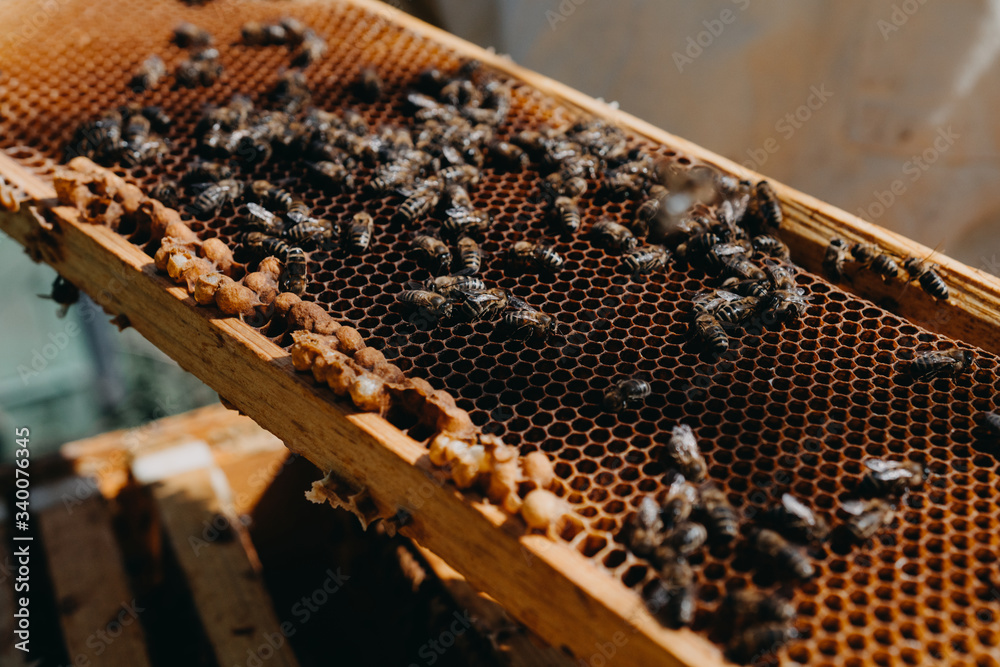 The beekeeper holds a honey cell with bees in his hands. Apiculture. Apiary The beekeeper holds a honey cell with bees in his hands. Apiculture. Apiary