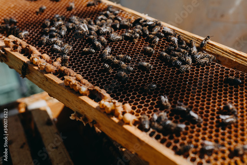 The beekeeper holds a honey cell with bees in his hands. Apiculture. Apiary