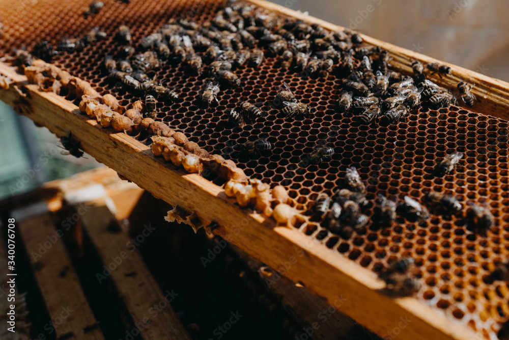 The beekeeper holds a honey cell with bees in his hands. Apiculture. Apiary The beekeeper holds a honey cell with bees in his hands. Apiculture. Apiary