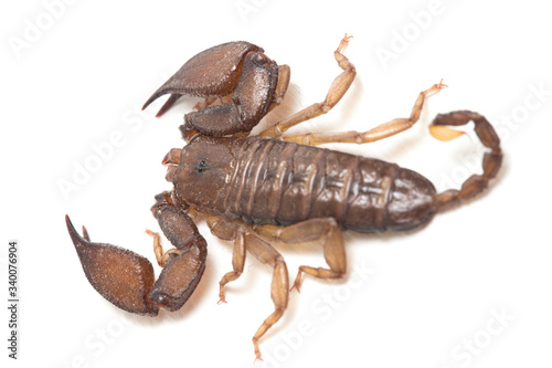 Dwarf wood scorpion (Liocheles sp.) isolated on white background photo