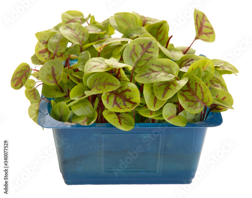 Micro shoots of sorrel veined in a jar