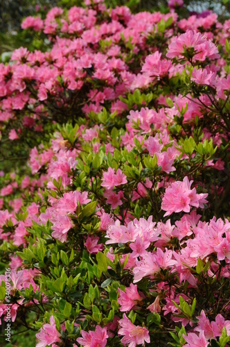 Wallpaper Mural つつじ　鹿児島県出水市 Torontodigital.ca