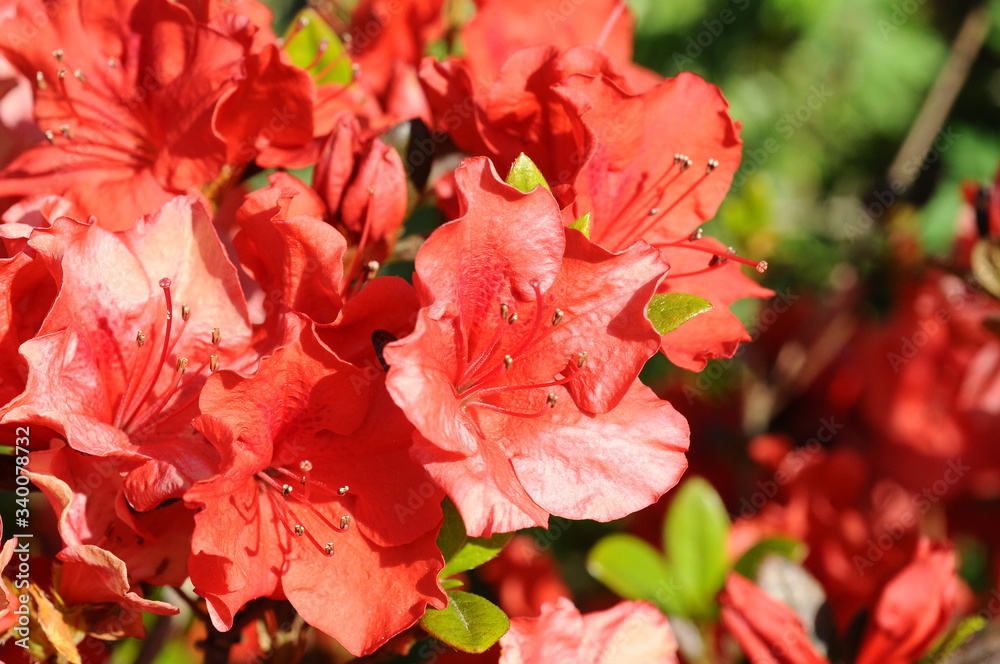 Obraz premium つつじ 鹿児島県出水市