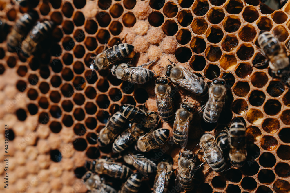 The beekeeper holds a honey cell with bees in his hands. Apiculture. Apiary The beekeeper holds a honey cell with bees in his hands. Apiculture. Apiary