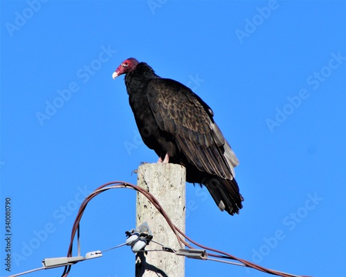 A Buzzard Perched On A Utility Pole Along A Rural Road In South Central Oklahoma