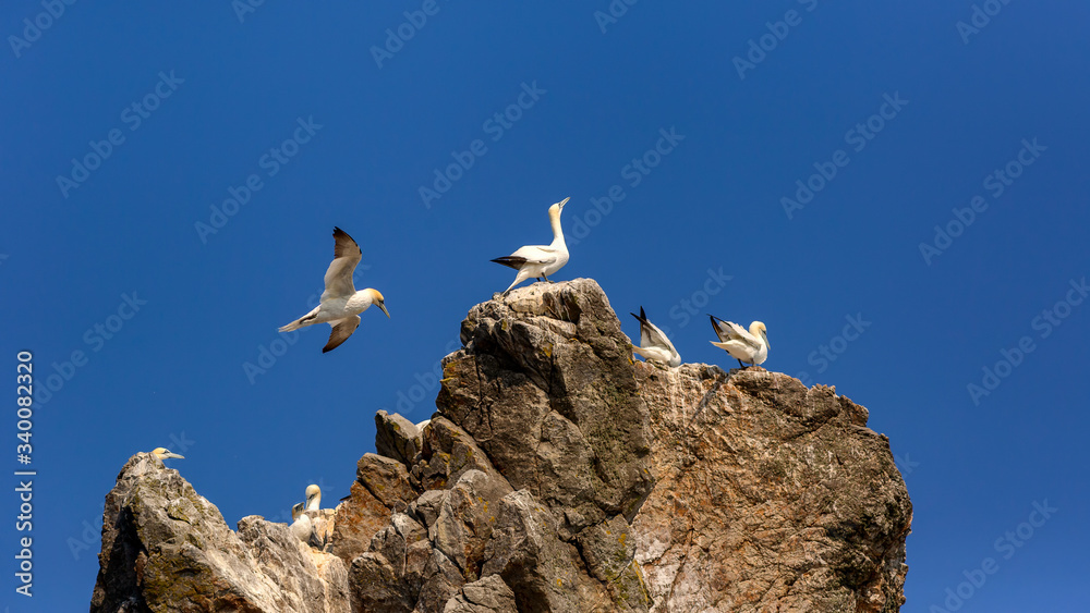 Flying bird. Flying Northern gannet with nesting material in the bill Bird in fly with dark blue sky in the background, Flying bird from Helgoland island. Beautiful flying sea bird from coast ireland Flying bird. Flying Northern gannet with nesting material in the bill Bird in fly with dark blue sky in the background, Flying bird from Helgoland island. Beautiful flying sea bird from coast ireland