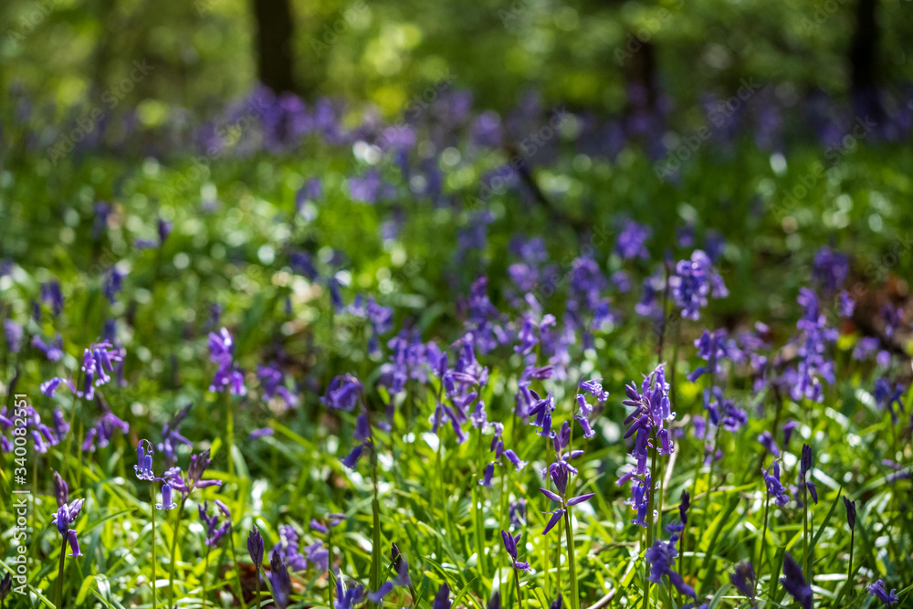 Fototapeta premium Wild bluebells in woodland, photographed at Pear Wood next to Stanmore Country Park in Stanmore, Middlesex, UK
