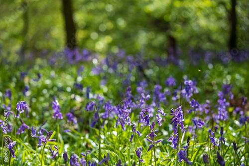 Wild bluebells in woodland, photographed at Pear Wood next to Stanmore Country Park in Stanmore, Middlesex, UK