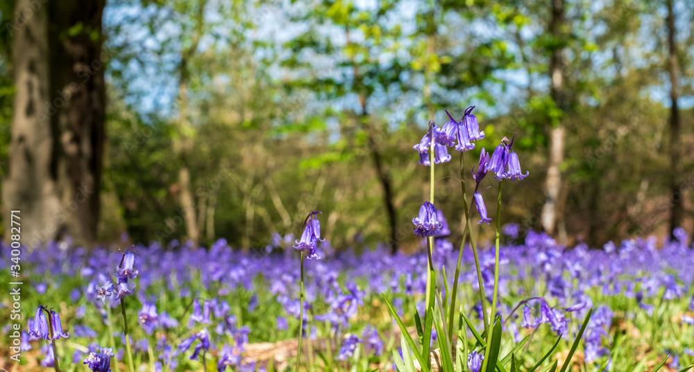 Wild bluebells in woodland, photographed at Pear Wood next to Stanmore Country Park in Stanmore, Middlesex, UK Wild bluebells in woodland, photographed at Pear Wood next to Stanmore Country Park in Stanmore, Middlesex, UK
