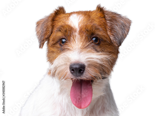 Jack Russell Terrier Puppy Close Up portrait
