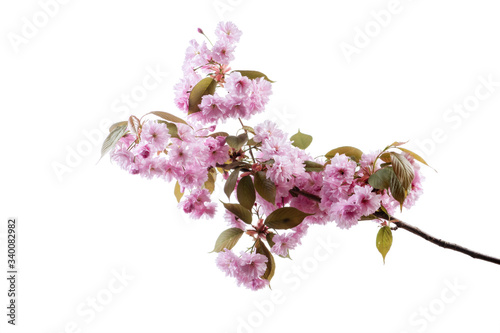 Cherry blossom, sakura flowers isolated on black background