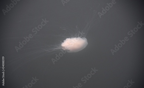 Cascading Jellyfish