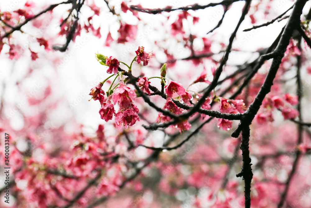 桜 桜