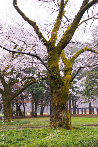 桜 © shinma