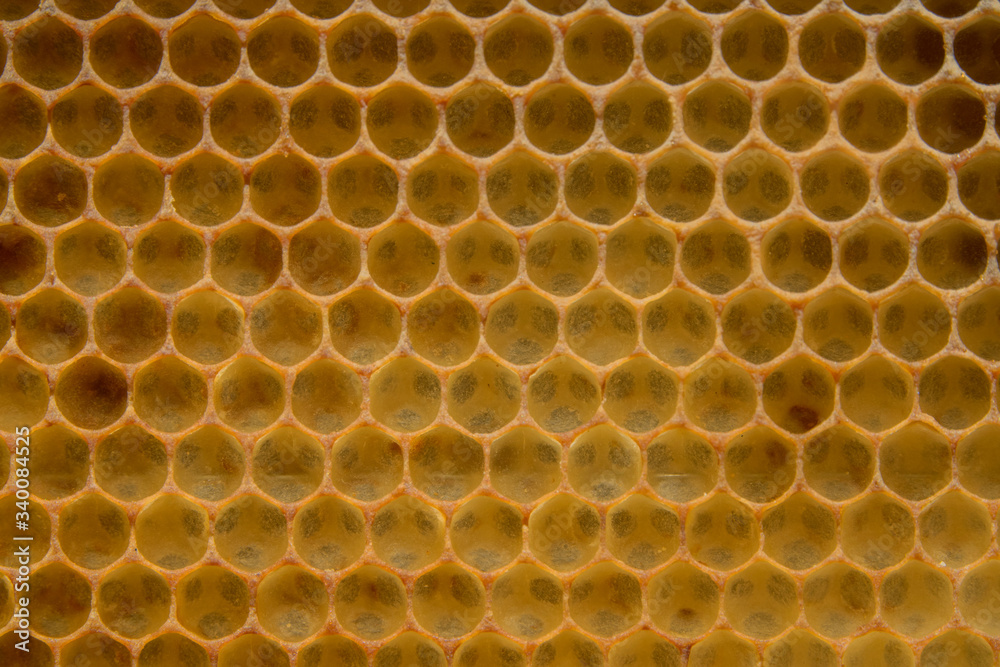 Beautiful yellow honeycombs on bee frame Beautiful yellow honeycombs on bee frame