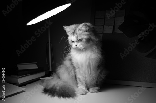 Beautiful black and white cat portrait
