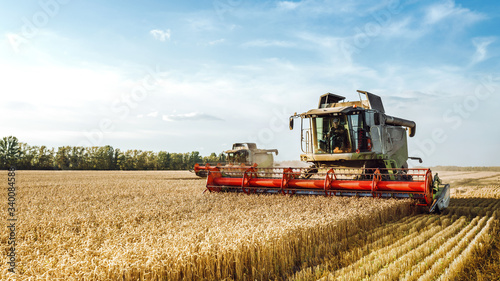 Combine harvester harvests ripe wheat. Ripe ears of gold field on the sunset cloudy orange sky background. . Concept of a rich harvest. Agriculture image