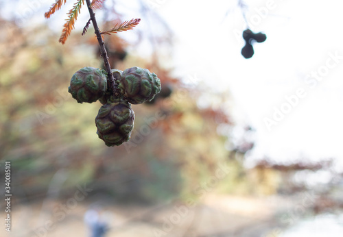Metasequoia glyptostroboides needles and green cones, Close up. photo