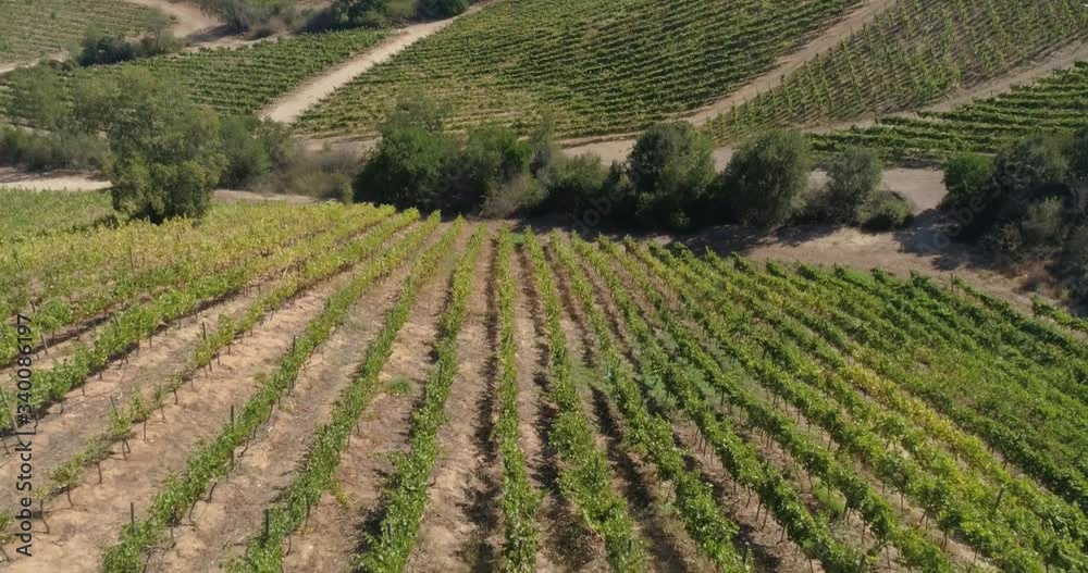 Aerial landscape over fields of vineyards grape with designation of origin. Grape plantation cutie wine lines perfect production winery wine blanc cabernet sauvignon merlot. Chile. 4K Aerial landscape over fields of vineyards grape with designation of origin. Grape plantation cutie wine lines perfect production winery wine blanc cabernet sauvignon merlot. Chile. 4K