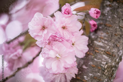 Kanzan pink cherry blossom