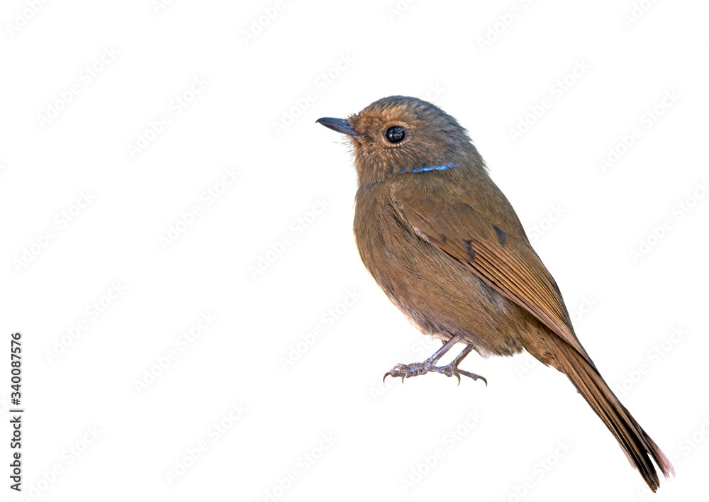 Large Niltava female on a white background. Large Niltava female on a white background.