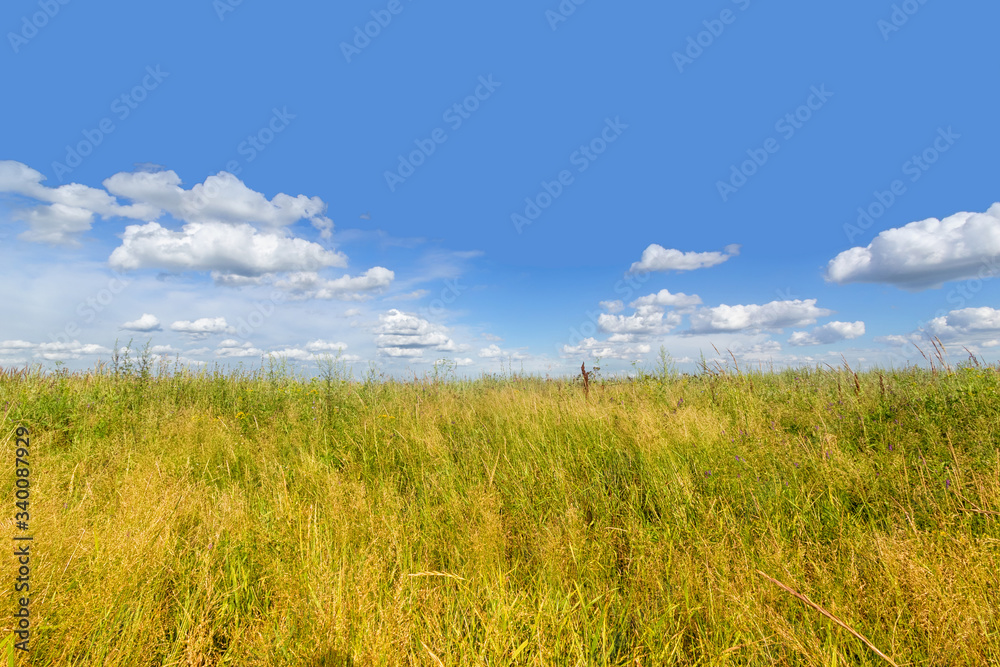 Summer meadow of ripe grasses and blue sky with white clouds