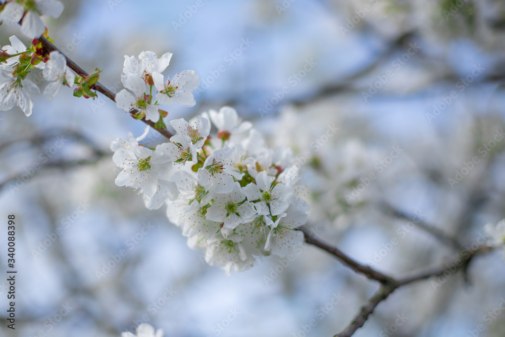 kwitnące drzewo wiosną białe