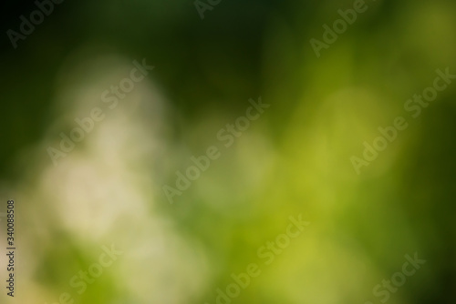 Background of nature - natural bokeh from forest for graphics