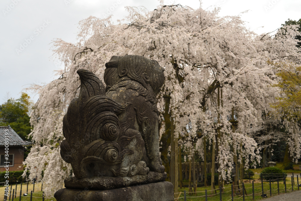 足羽神社のしだれ桜