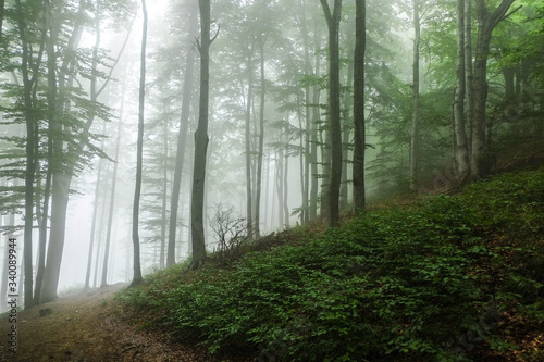 Green forest in a mysterious fog