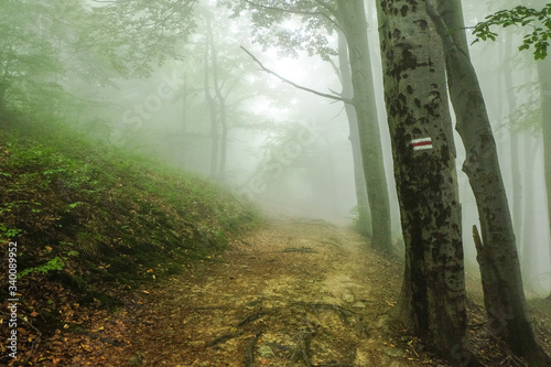 Green forest in a mysteriou...