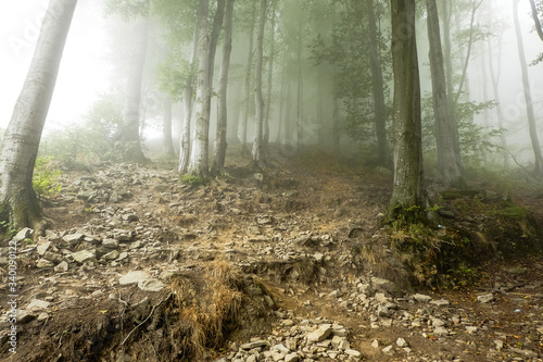 Green forest in a mysteriou...