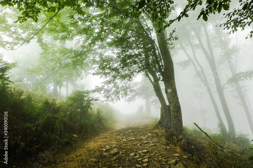 Green forest in a mysteriou...